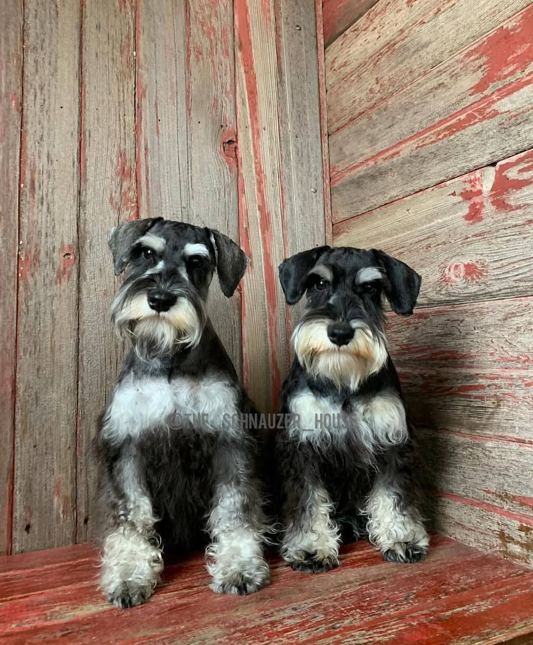 Miniature Schnauzer house