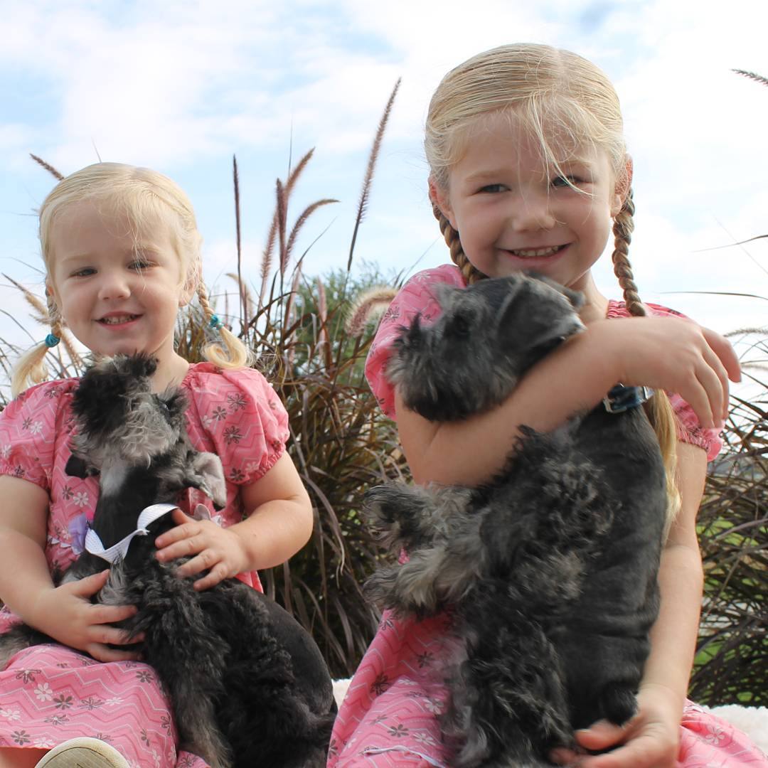 Miniature Schnauzer house -milee and emma